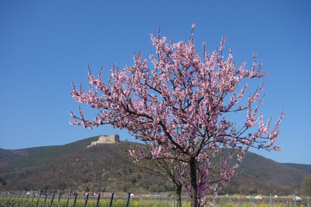 Wandern: Mandelblütenwanderung von Edenkoben nach Edesheim am 26.03.23 (Peter)