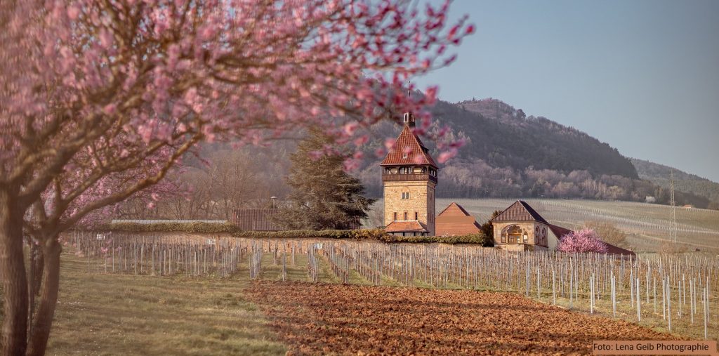 Wandern: Mandelblütenwanderung von Edesheim nach Siebeldingen am 17.03.2024 (Peter)