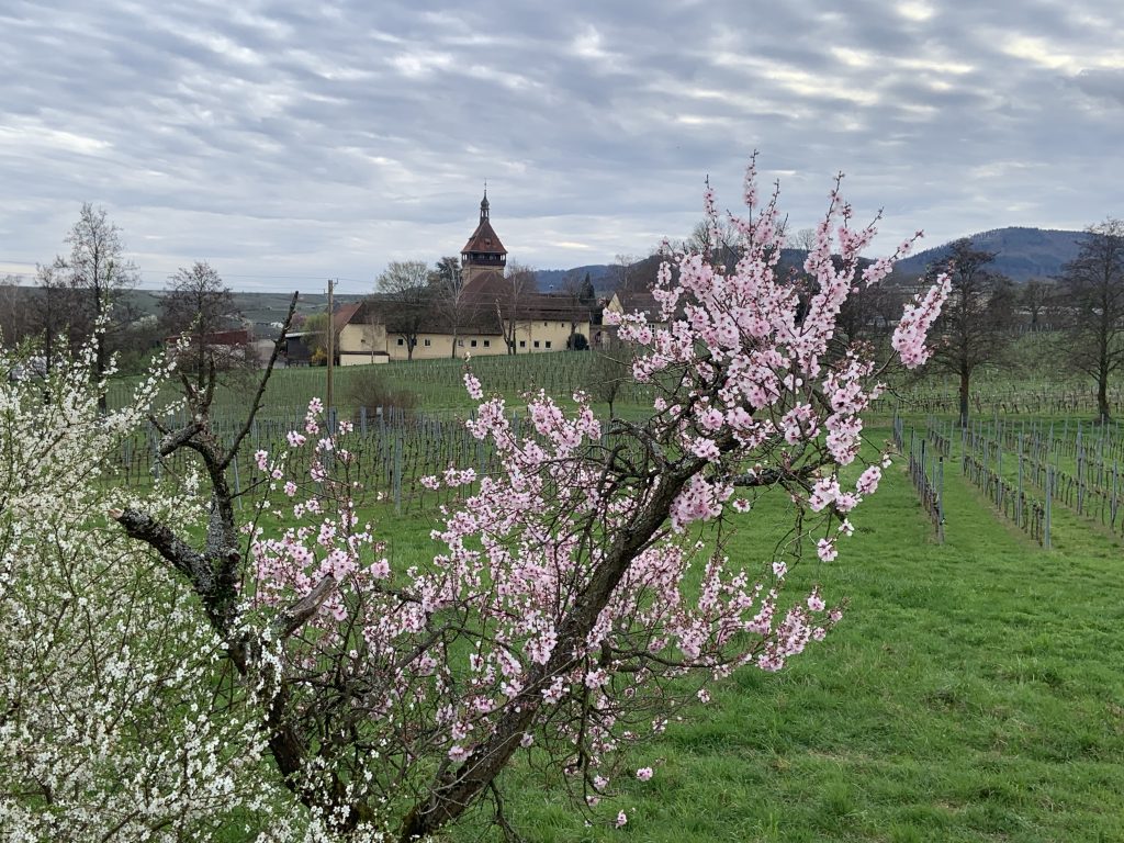 Wanderbericht: Mandelblütenwanderung in der Pfalz am 17.03.2024 (Peter)